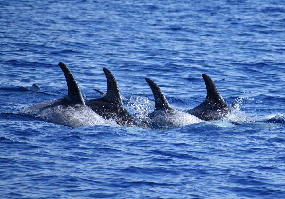 Jonian Dolphin Conservation - Taranto