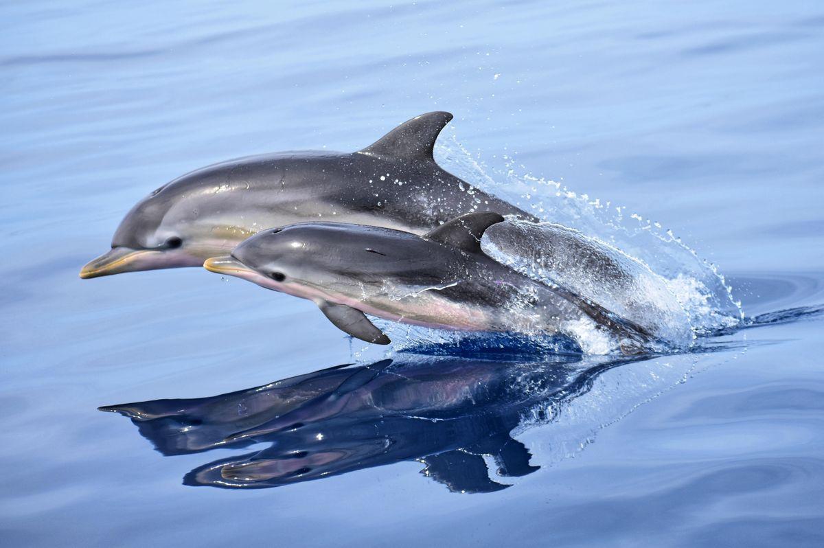Jonian Dolphin Conservation - Taranto