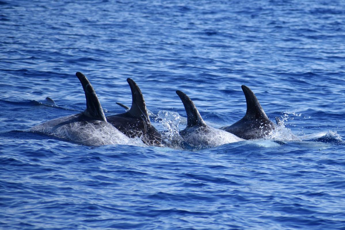 Jonian Dolphin Conservation - Taranto