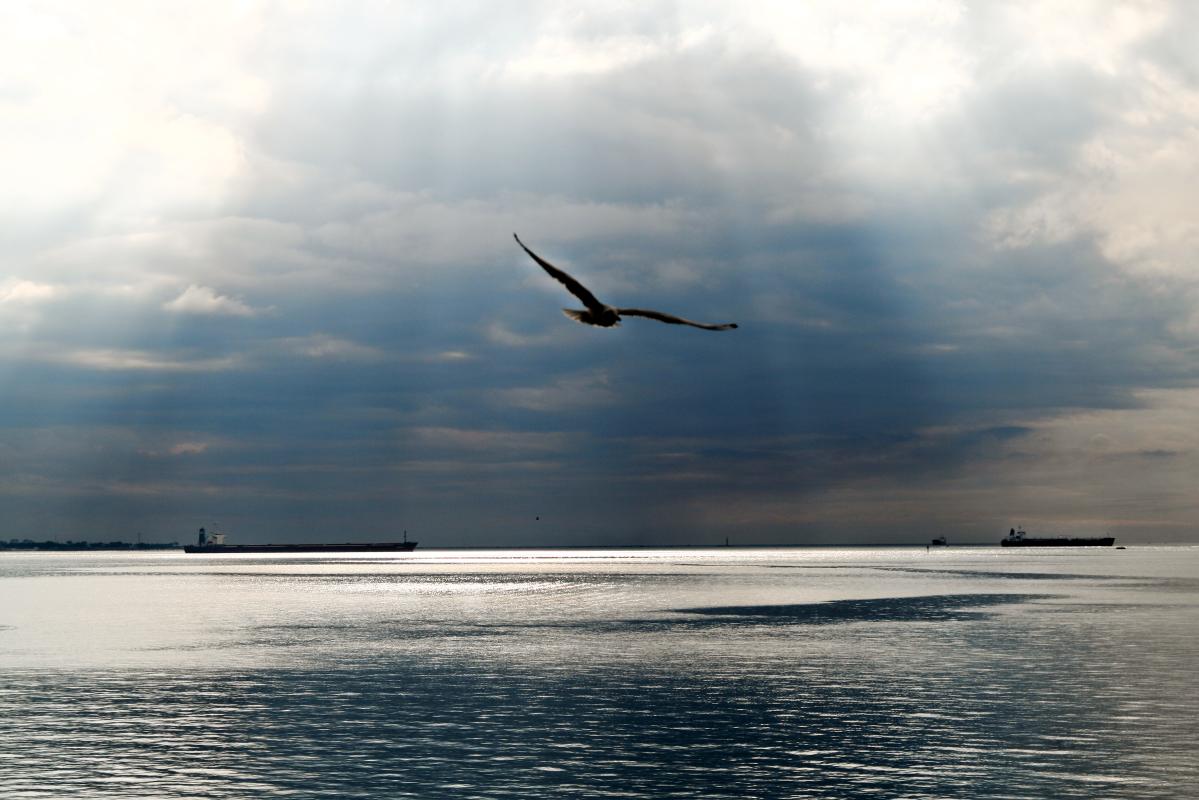 Gabbiano - Mar Grande - Taranto