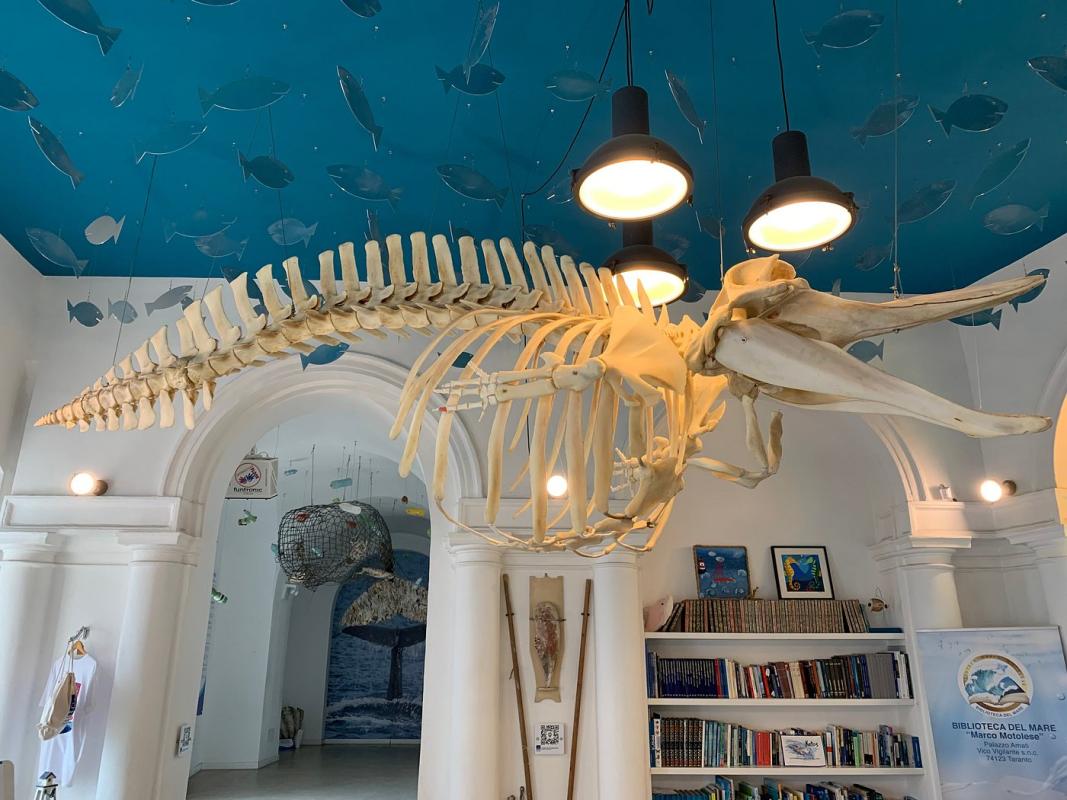 Ketós - Centro euromediterraneo del mare e dei cetacei