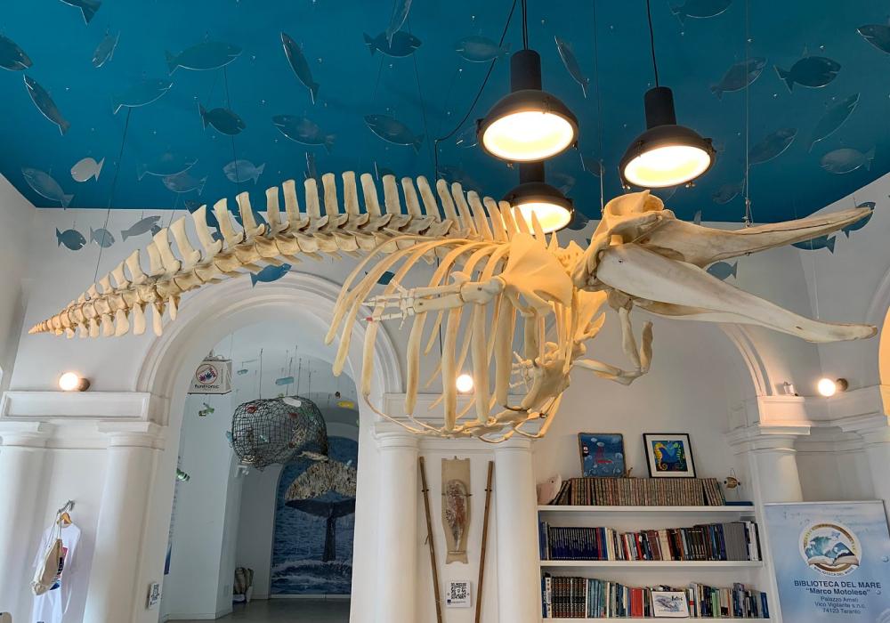 Ketós - Centro euromediterraneo del mare e dei cetacei