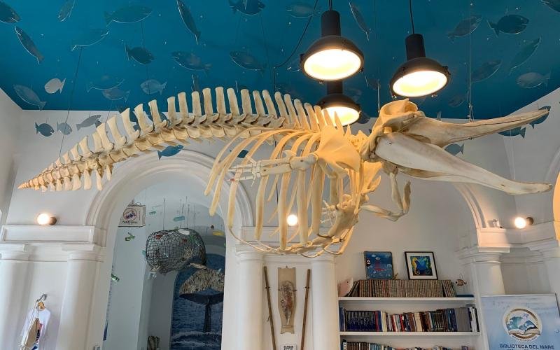 Ketós - Centro euromediterraneo del mare e dei cetacei